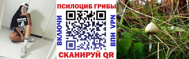 Псилоцибиновые грибы Psilocybe Купить Буинск